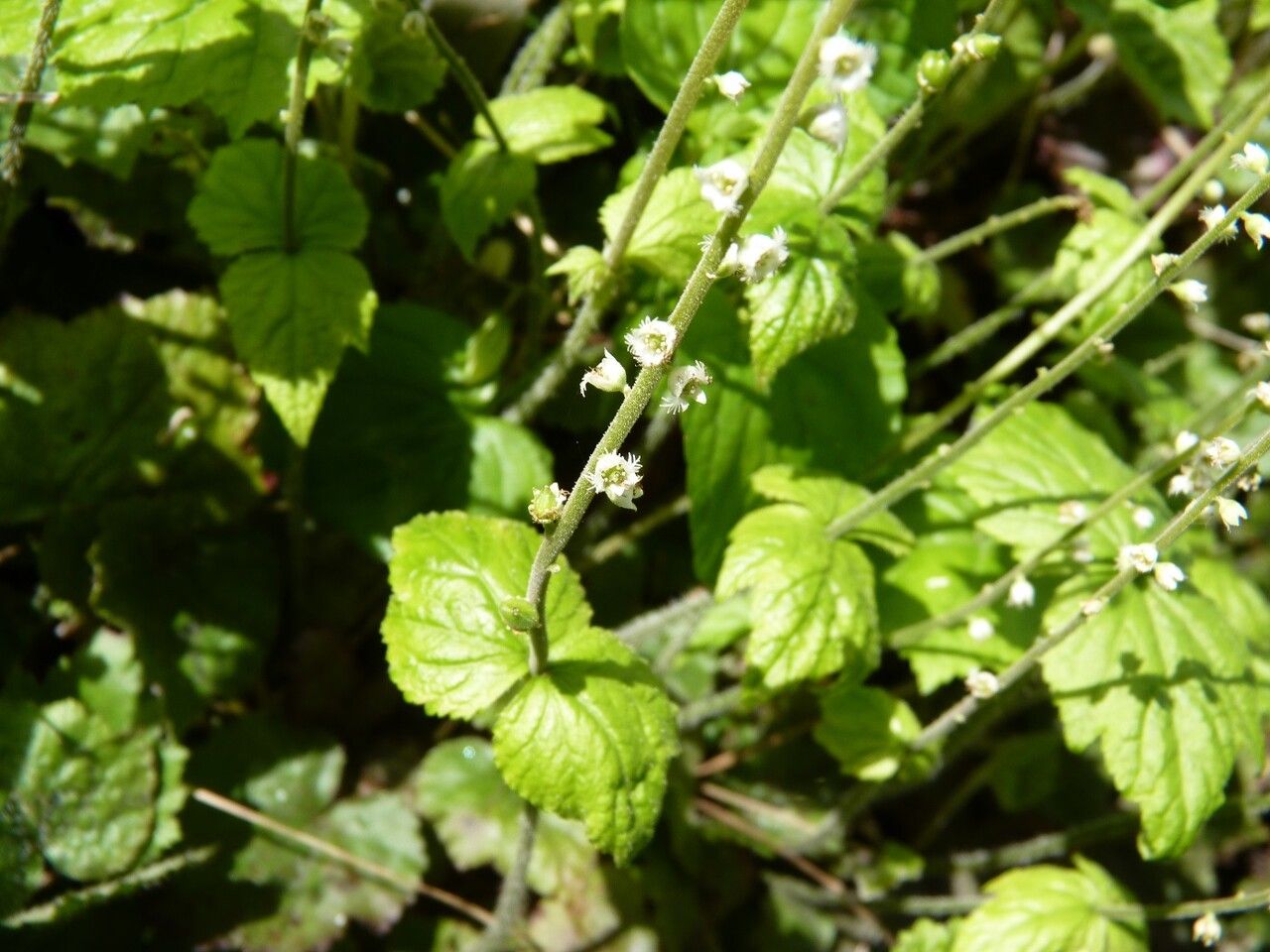 Mitella diphylla flower