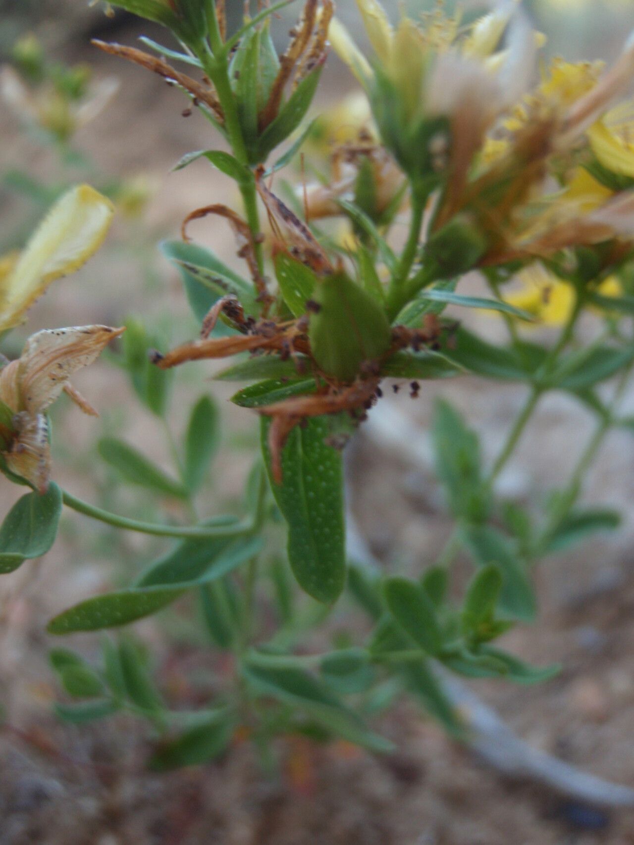 Hypericum linariifolium fruit