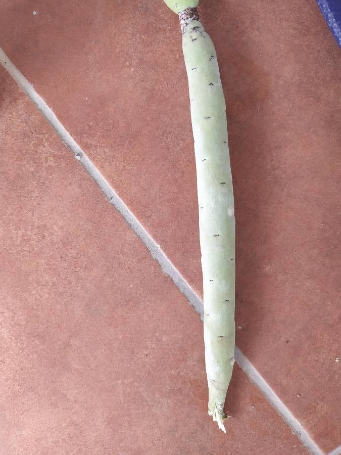 Euphorbia alluaudii bark