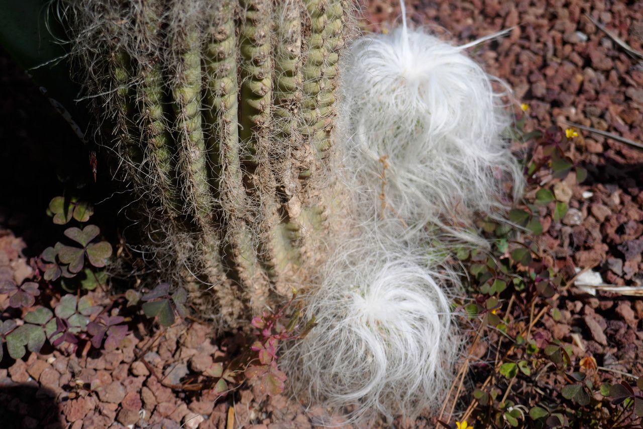 Cephalocereus senilis bark