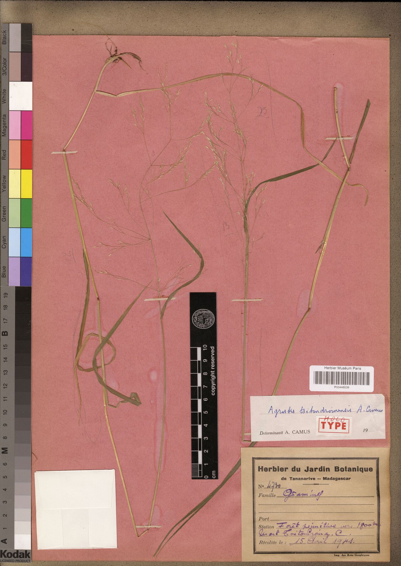 Agrostis tsitondroinensis — houseplant care guide