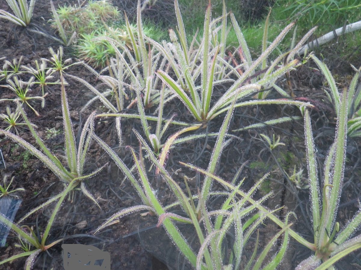 Drosera regia habit