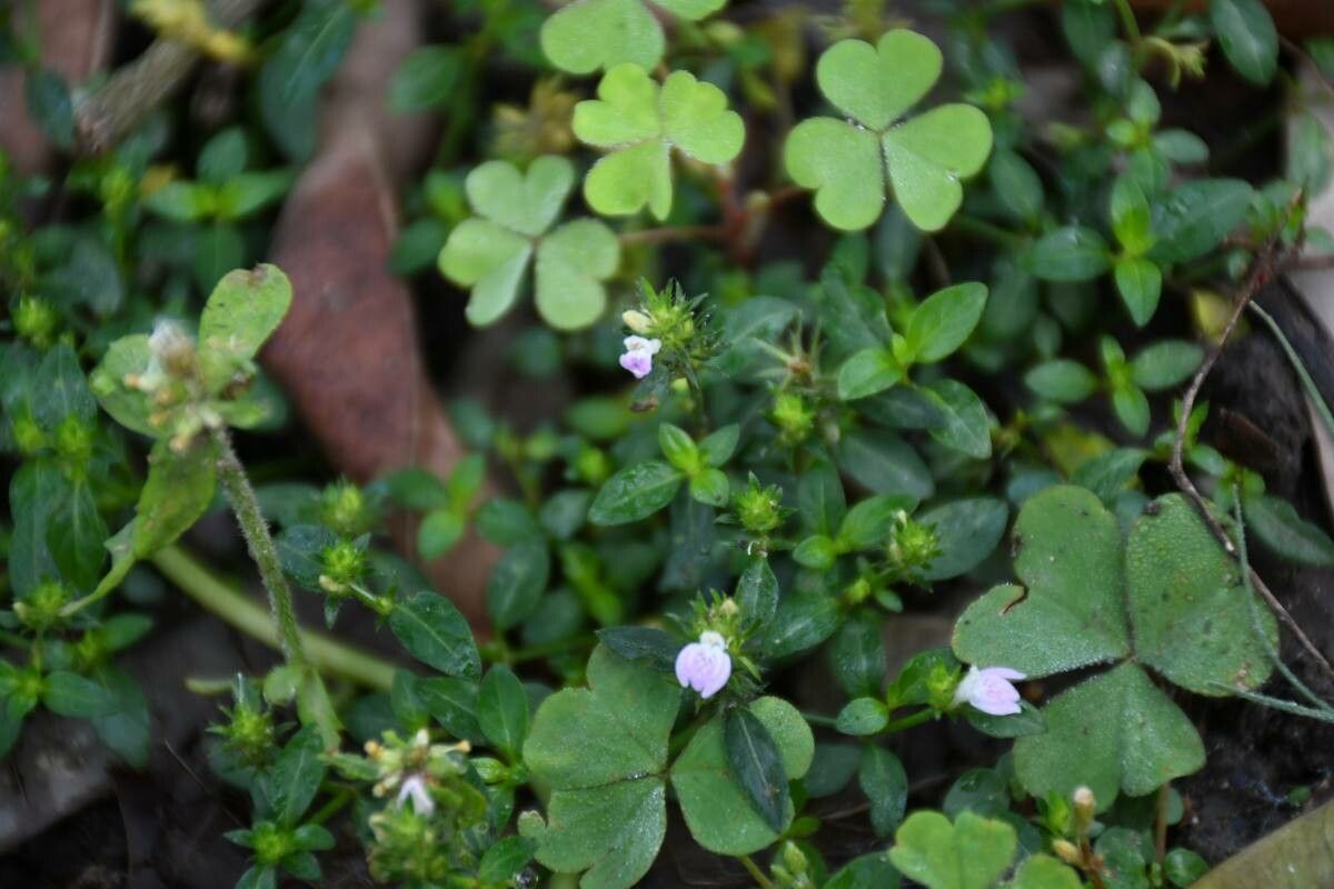 Justicia procumbens habit