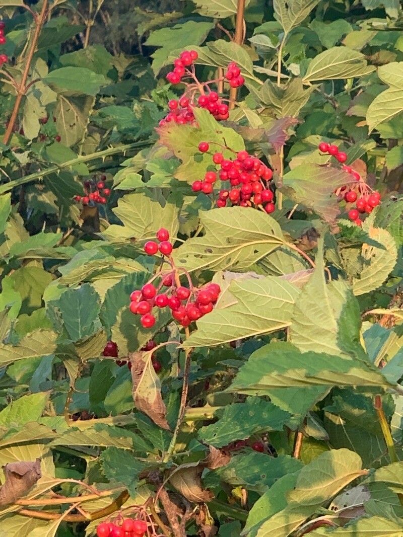 Viburnum trilobum fruit