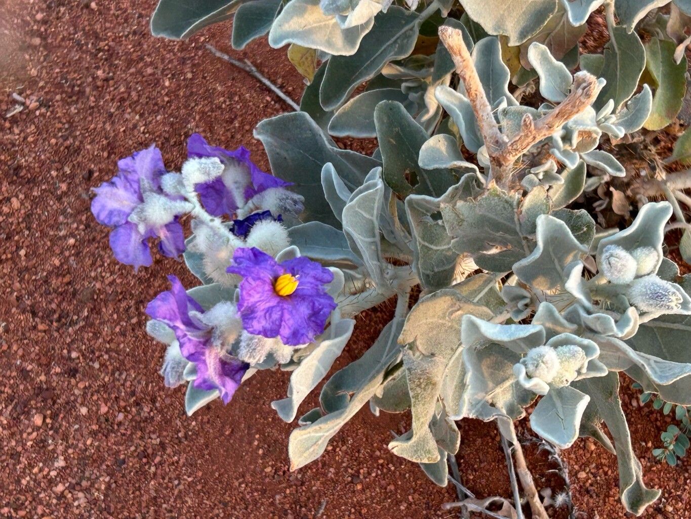 Solanum lasiophyllum flower