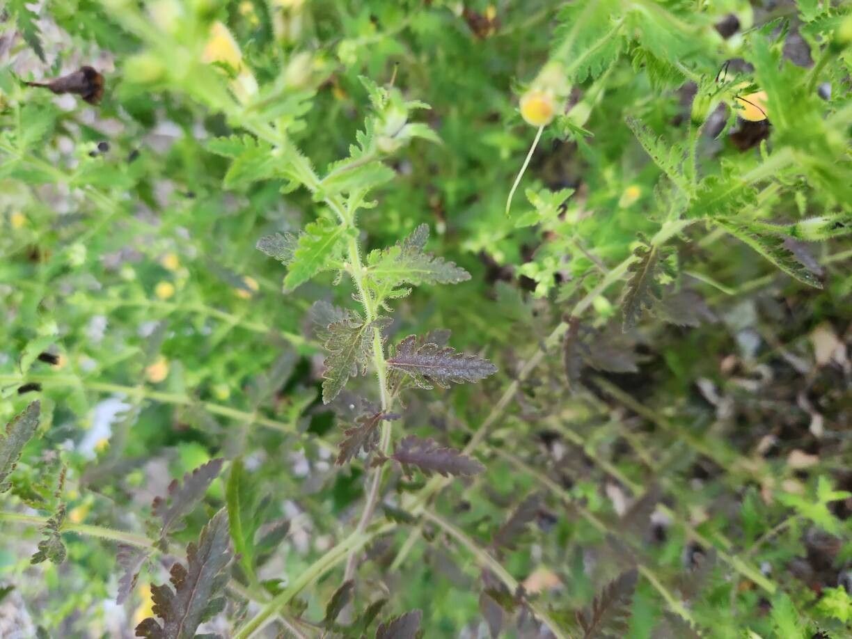 Aureolaria pedicularia leaf