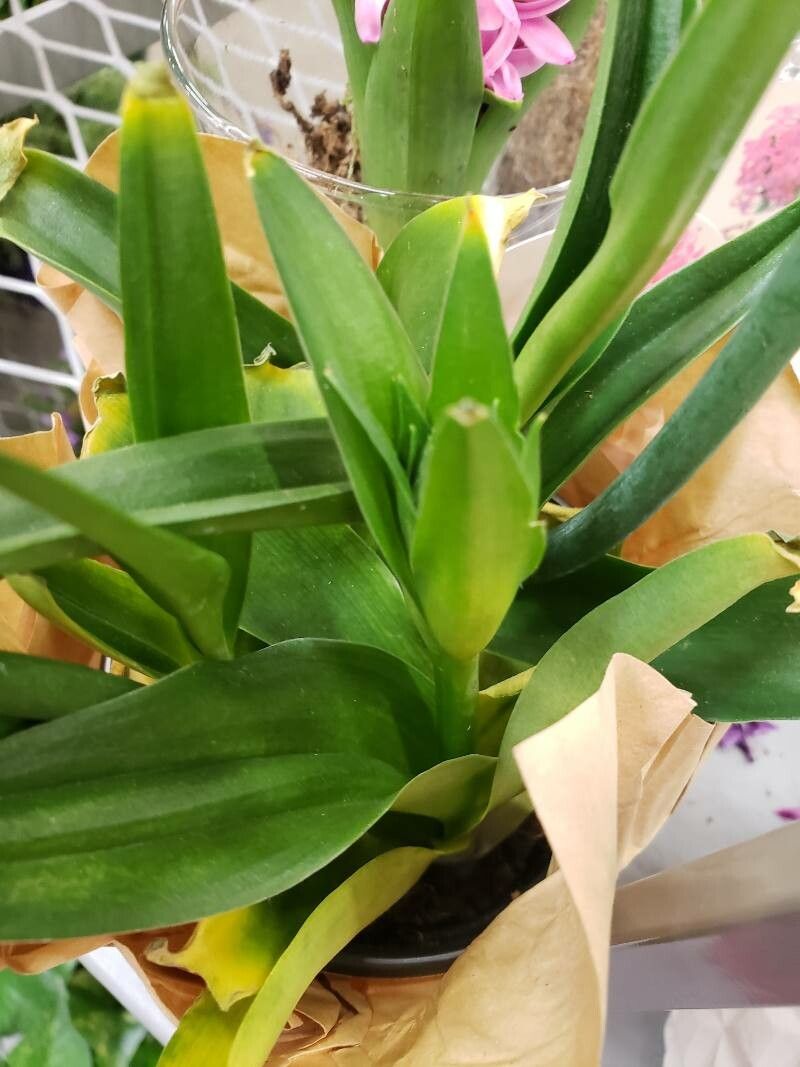 Ornithogalum dubium leaf