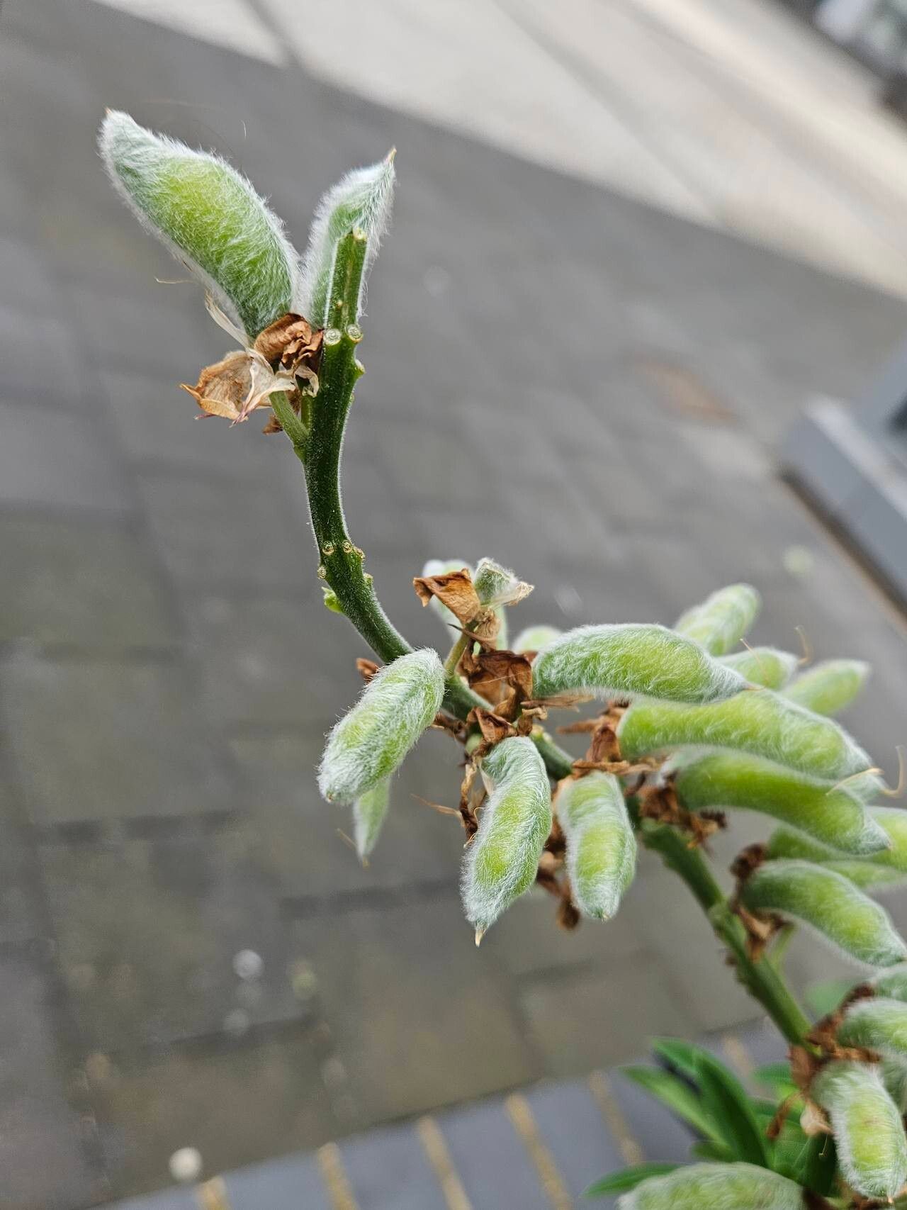 Lupinus × regalis fruit