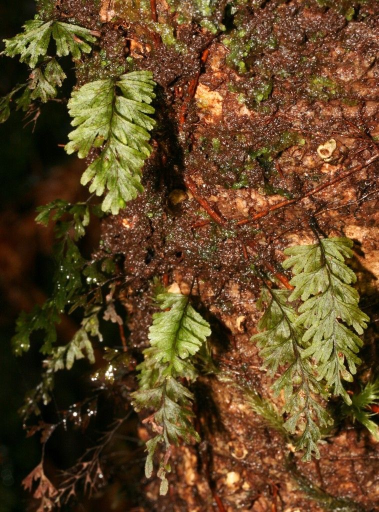Hymenophyllum holochilum habit