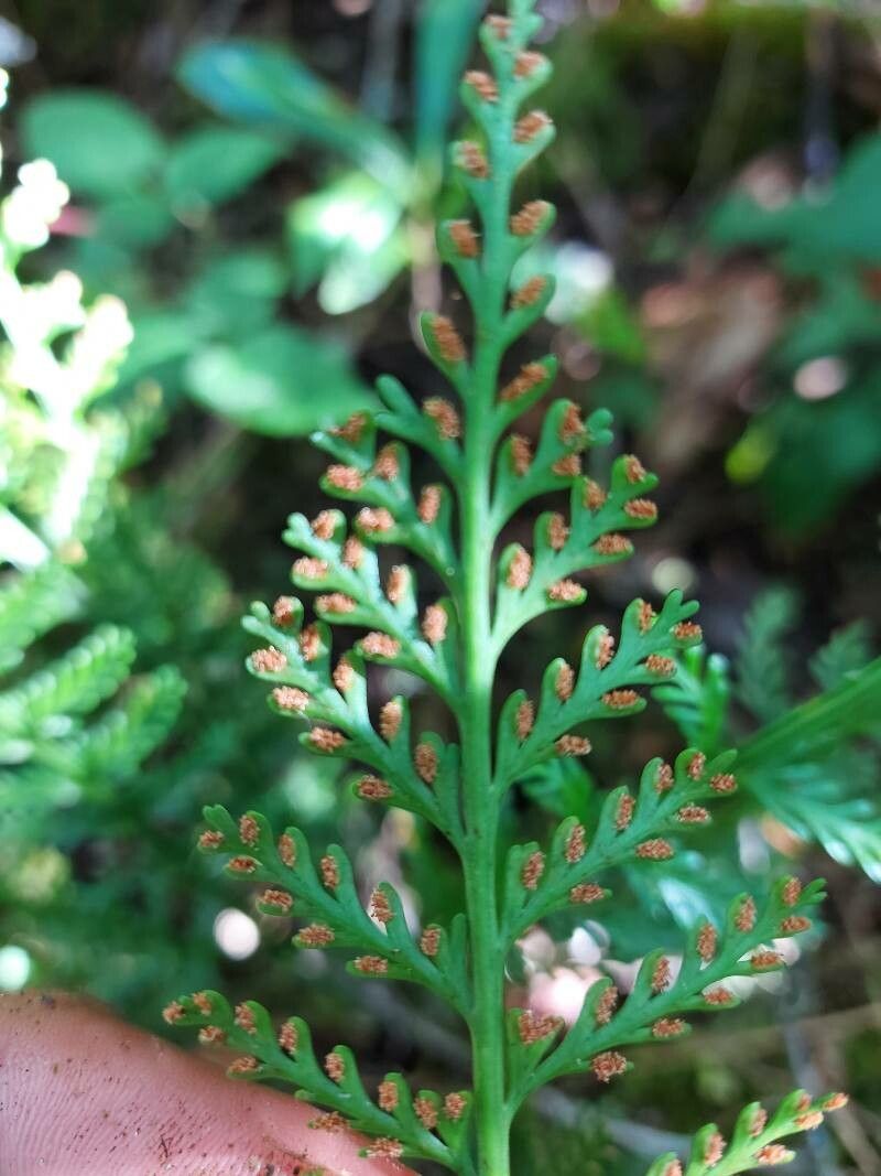 Asplenium rutifolium fruit