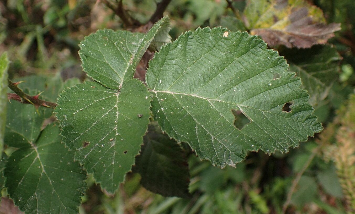 Rubus rigidus — houseplant care guide