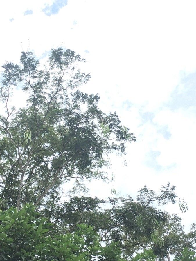 Parkia speciosa leaf