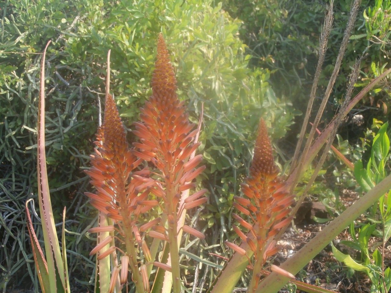 Aloe alexandrei flower