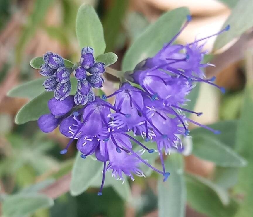 Caryopteris × clandonensis flower