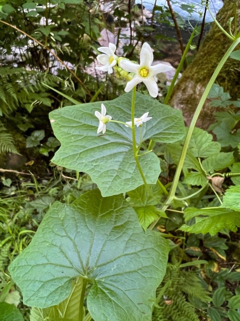 Marah oregana — houseplant care guide