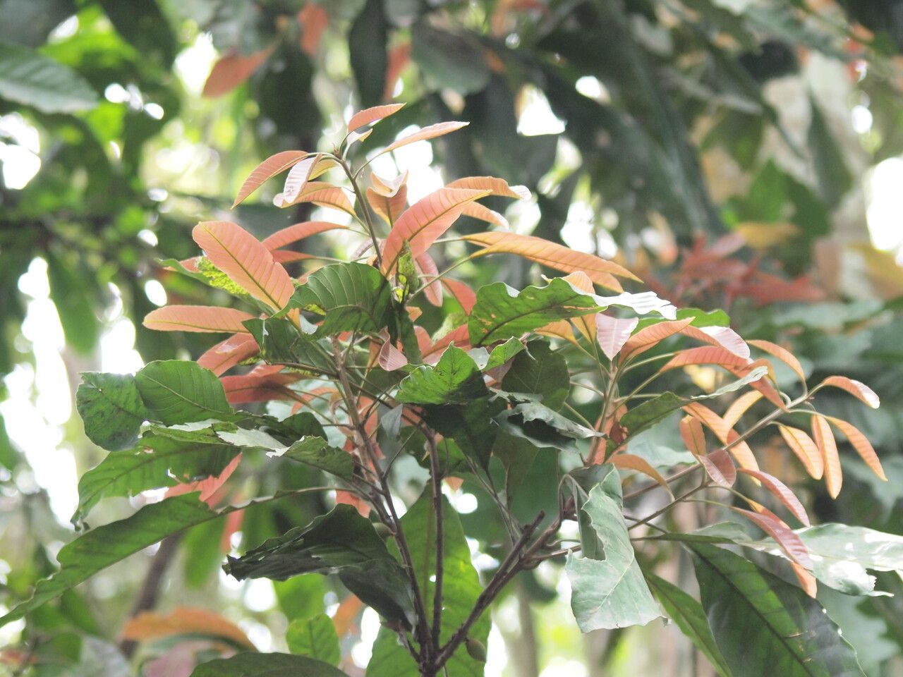 Synsepalum stipulatum — houseplant care guide