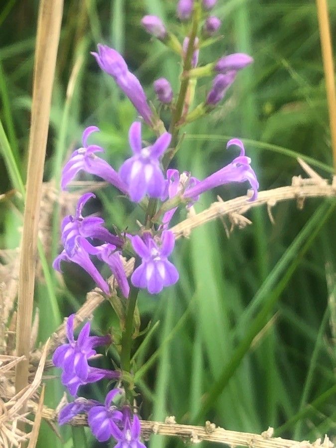 Lobelia urens flower