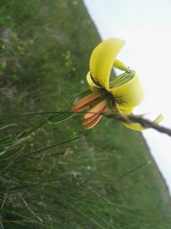 Lilium jankae — houseplant care guide