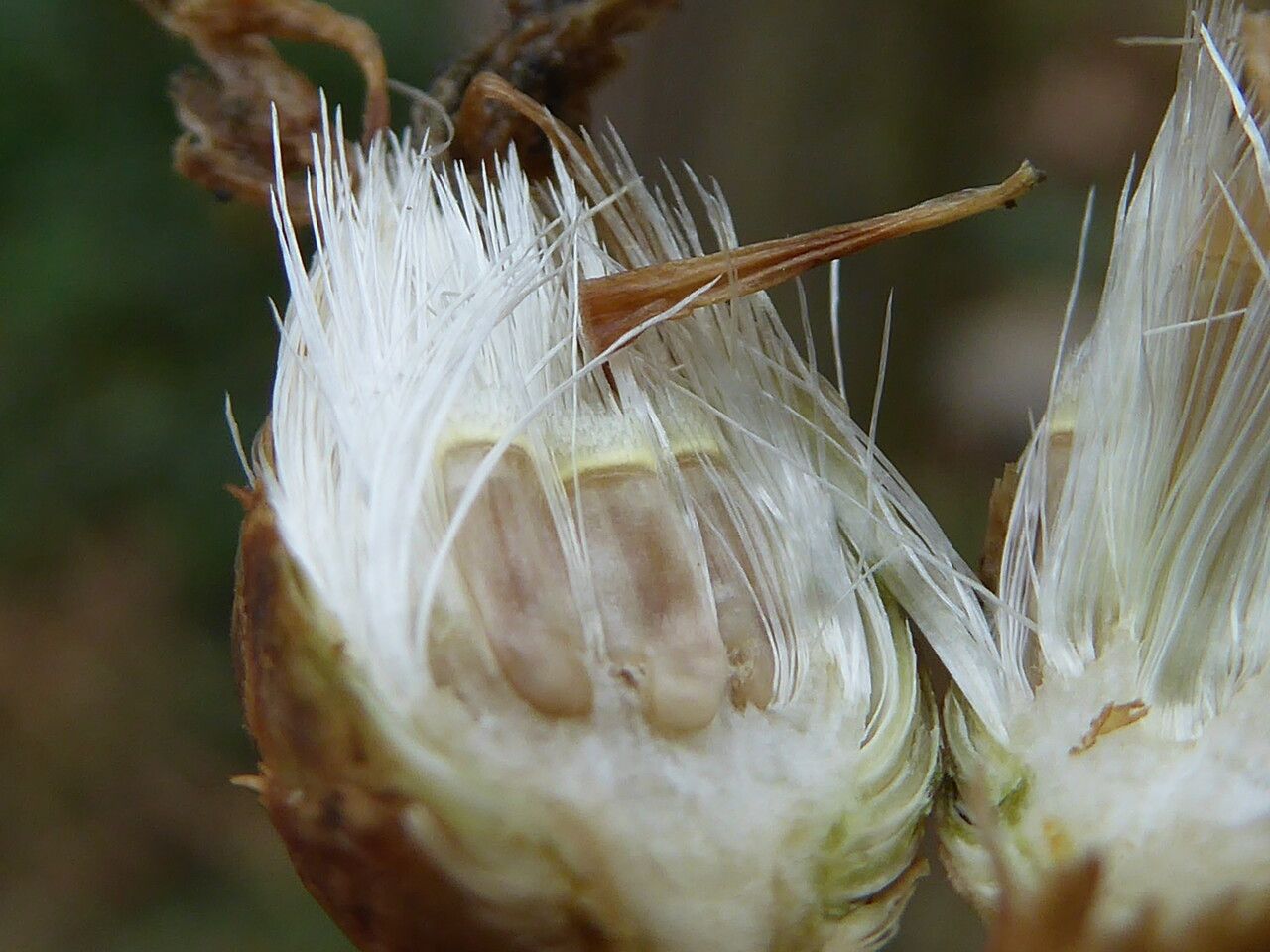 Centaurea aspera fruit