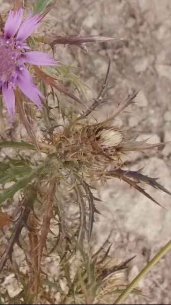 Atractylis humilis fruit