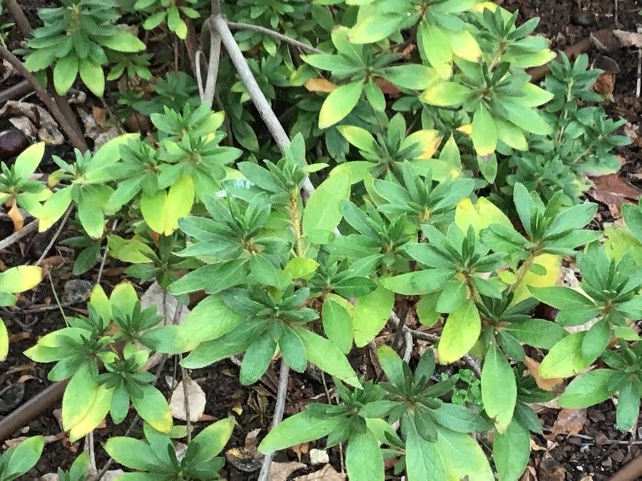 Rhododendron mucronatum — search result for 'Azalea'