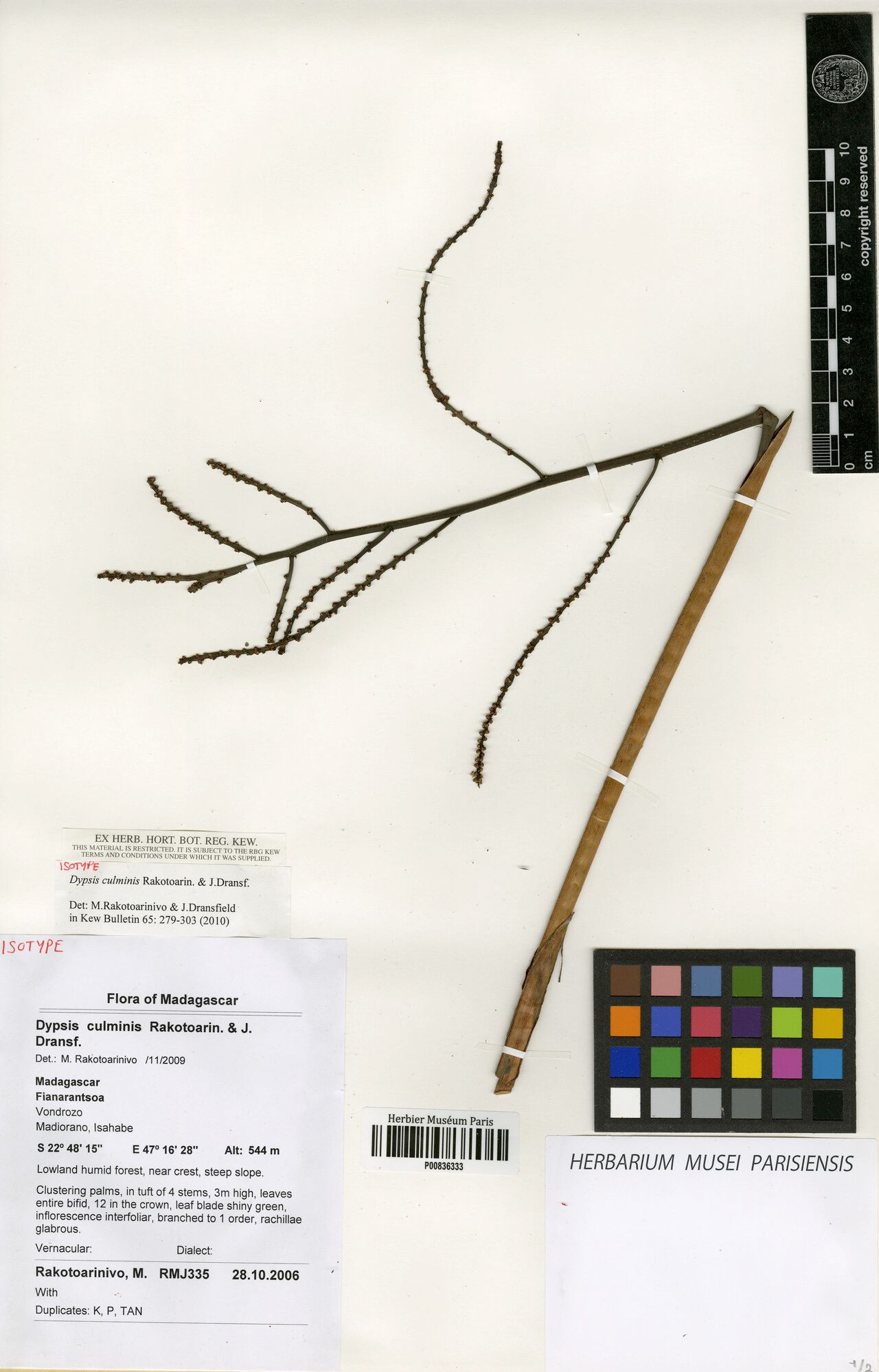 Dypsis culminis — houseplant care guide