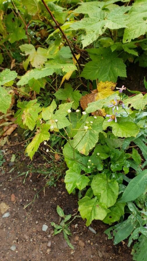 Adenocaulon bicolor flower