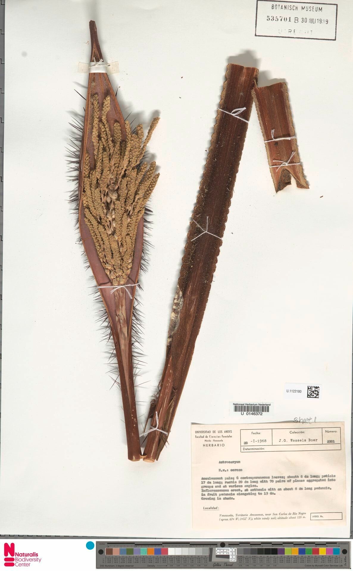 Astrocaryum acaule fruit