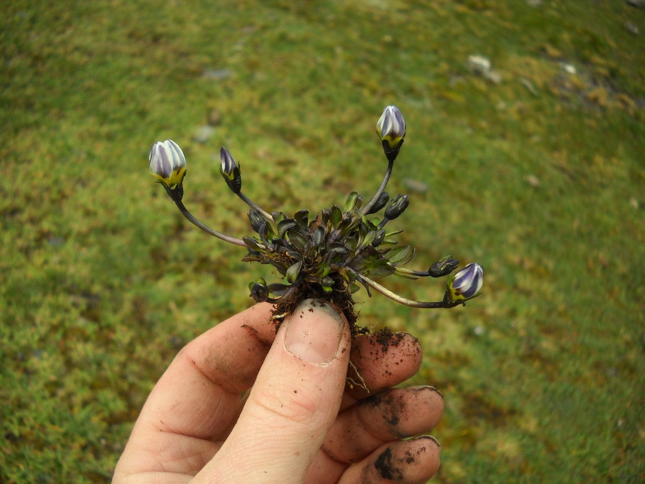 Gentianella larecajensis habit