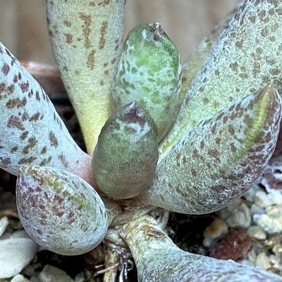 Adromischus mammillaris — houseplant care guide