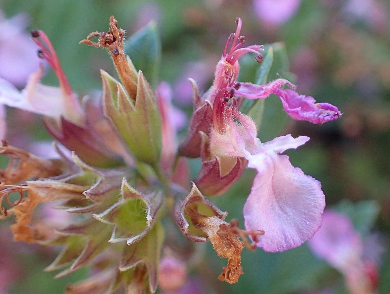 Teucrium lucidum flower