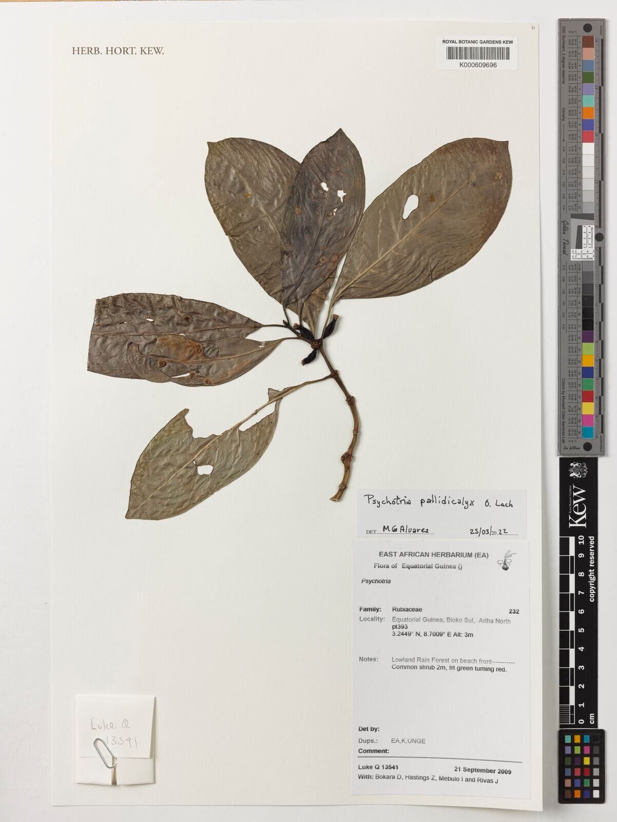 Psychotria pallidicalyx — houseplant care guide