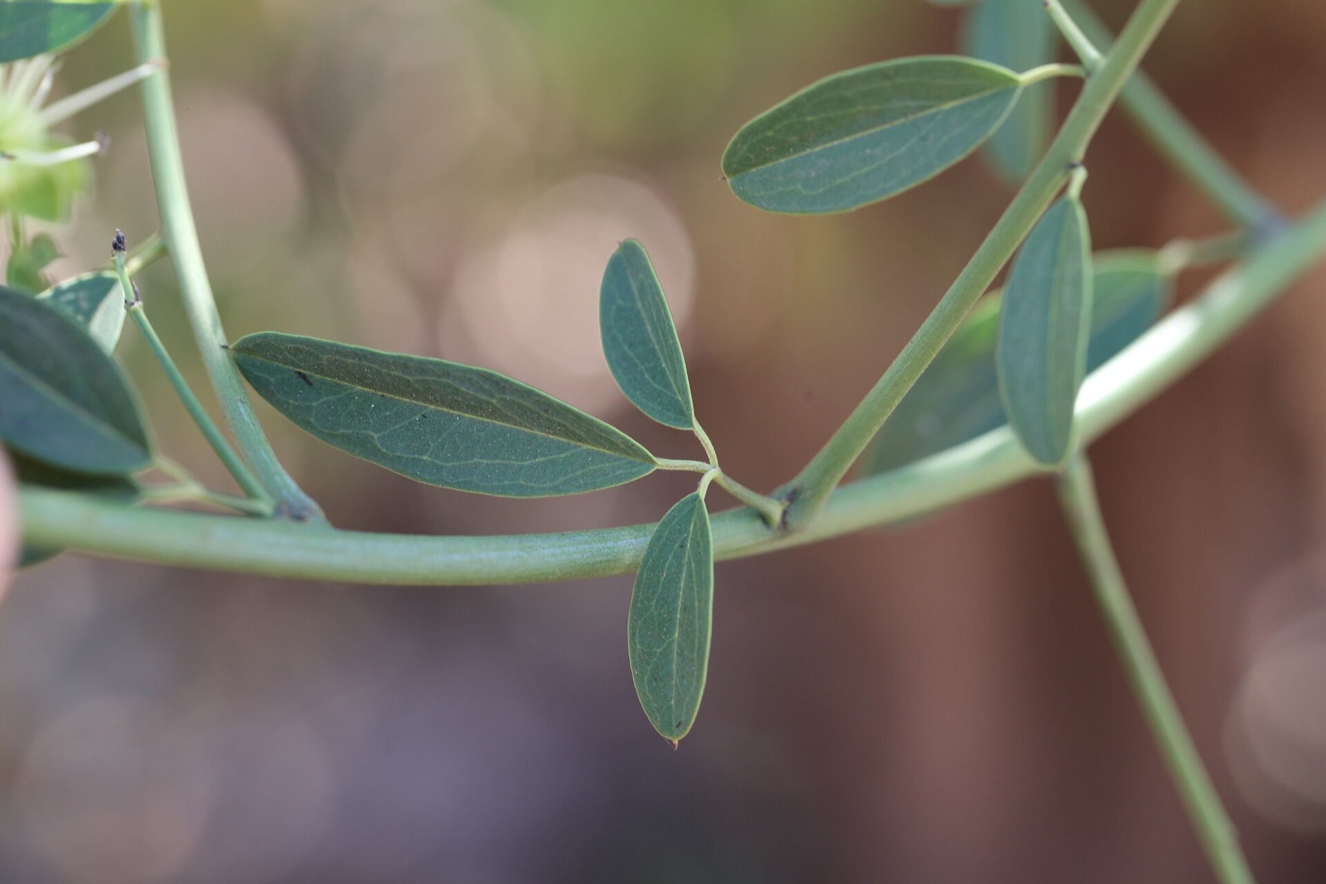 Maerua aethiopica — related species from the same genus