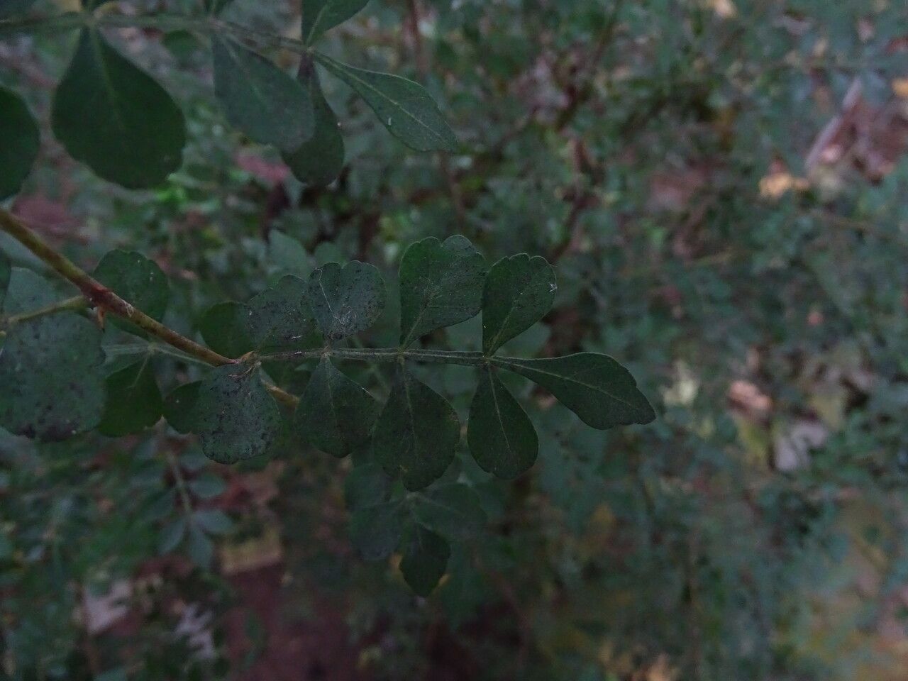 Harrisonia abyssinica — search result for 'Rutaceae'