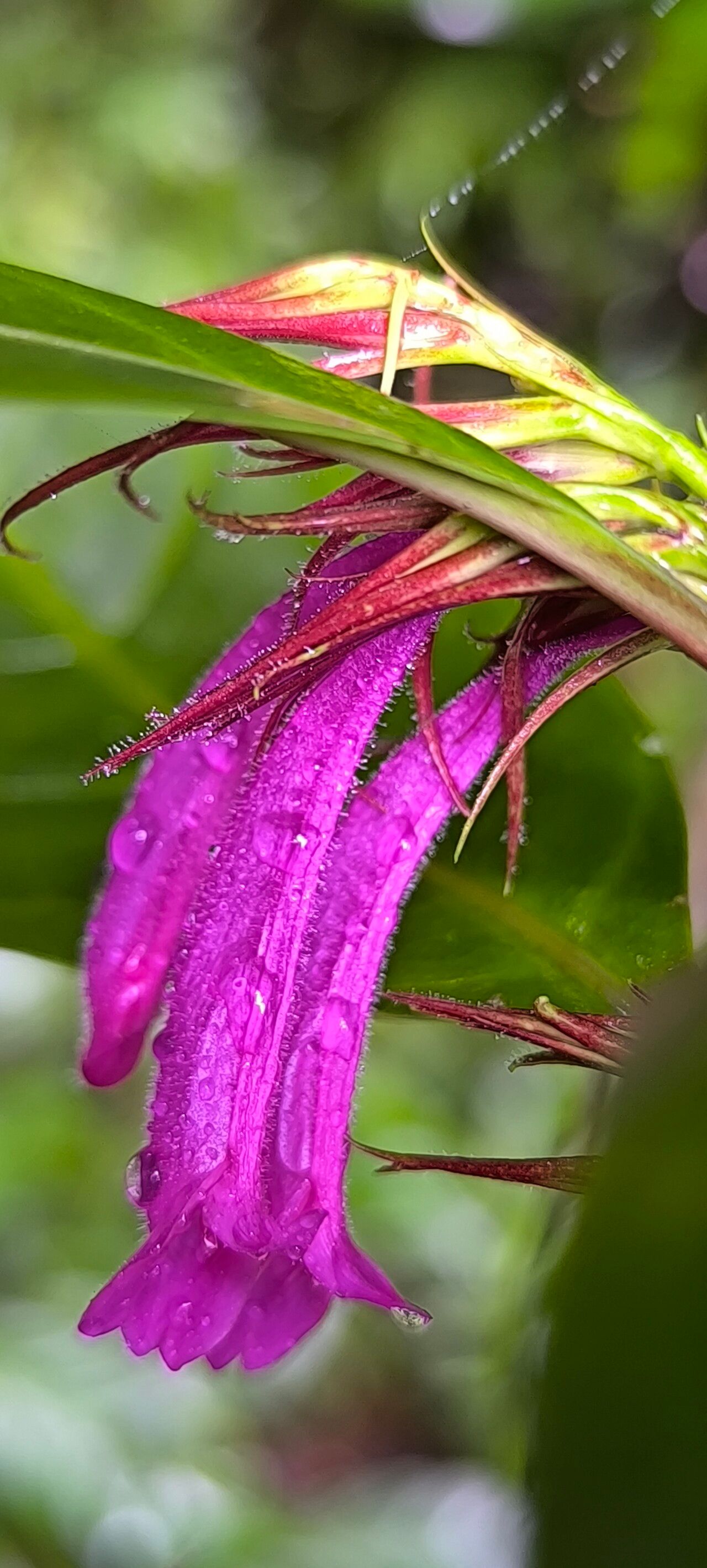 Hypoestes comosa flower