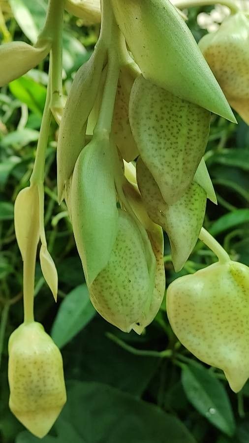 Stanhopea oculata flower
