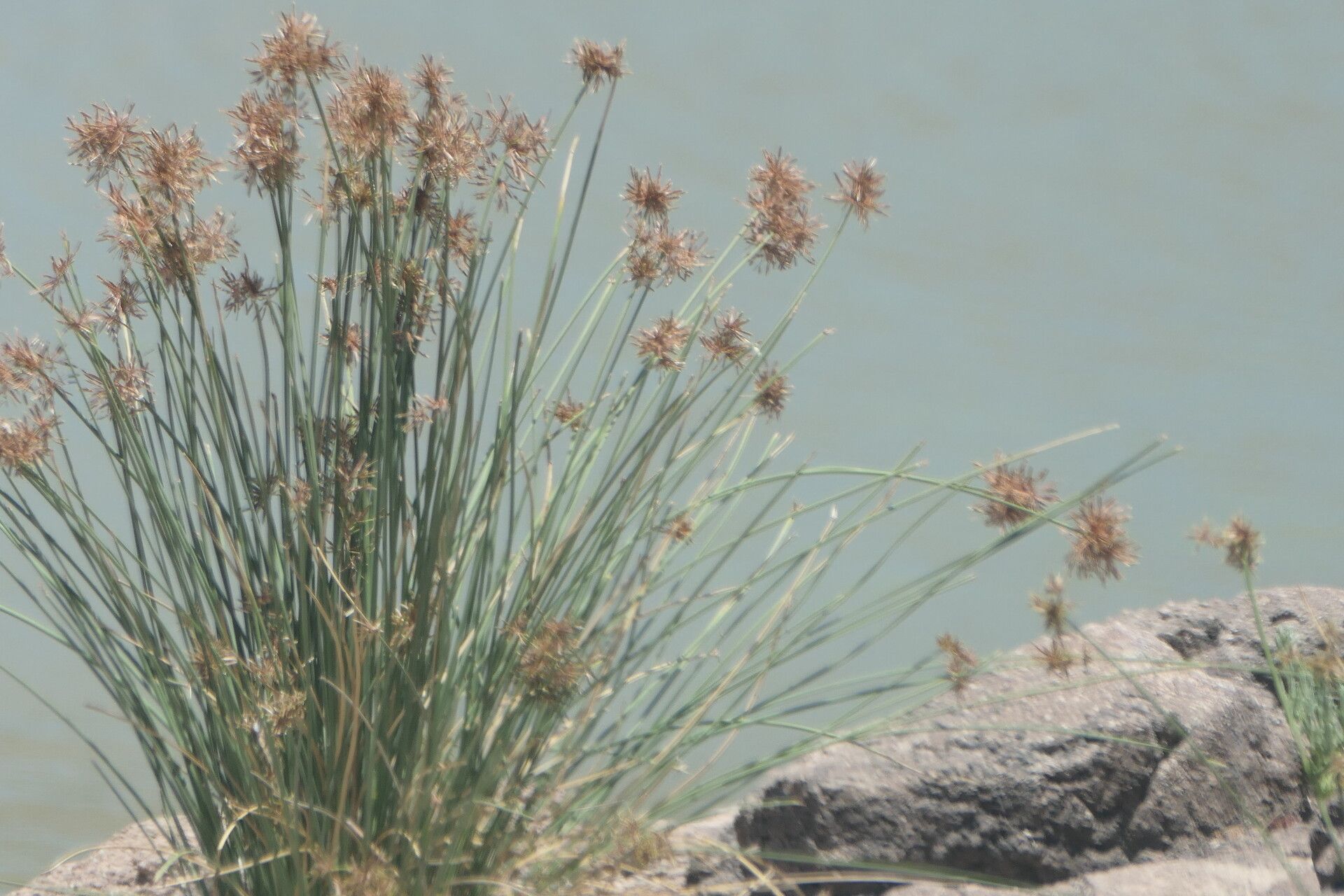 Cyperus marginatus bark
