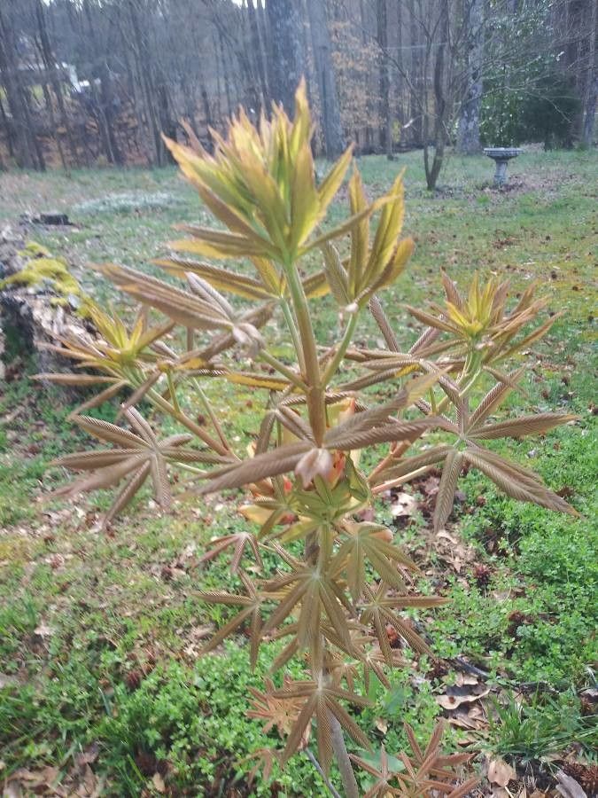 Aesculus sylvatica — search result for 'Aesculus'