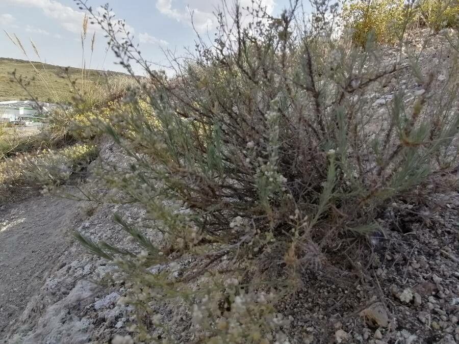 Lepidium subulatum habit