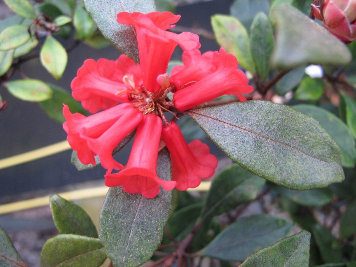 Rhododendron apoanum flower