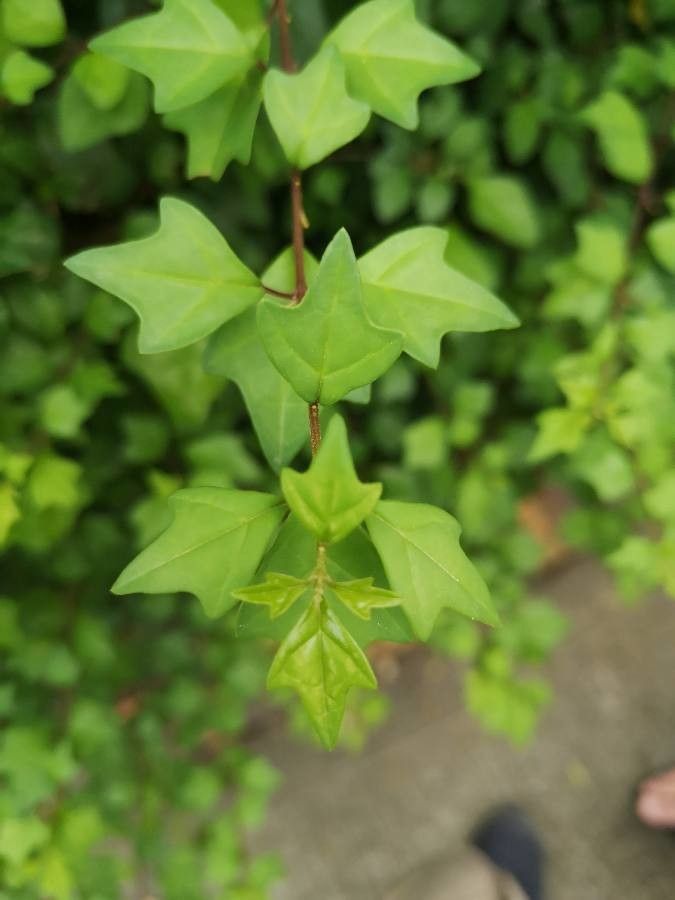 Gmelina philippensis habit