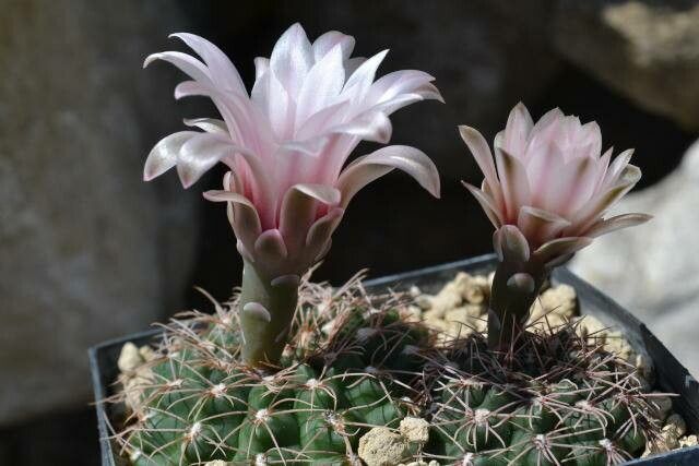 Gymnocalycium campestre — search result for 'Gymnocalycium'