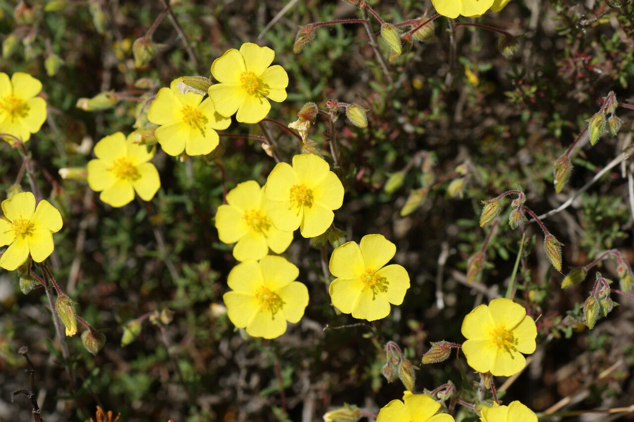 Fumana arabica flower