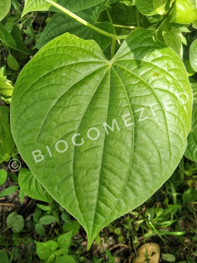 Piper marginatum leaf