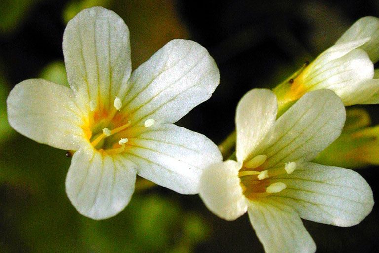 Romanzoffia californica flower