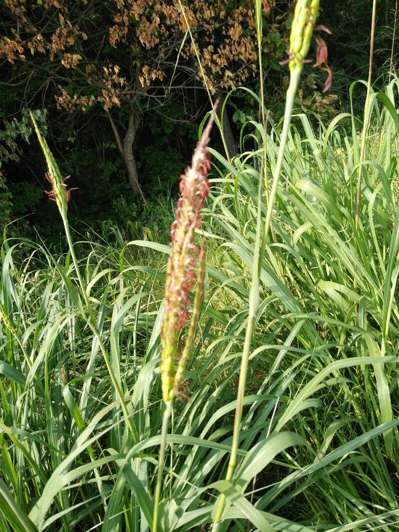 Tripsacum dactyloides fruit