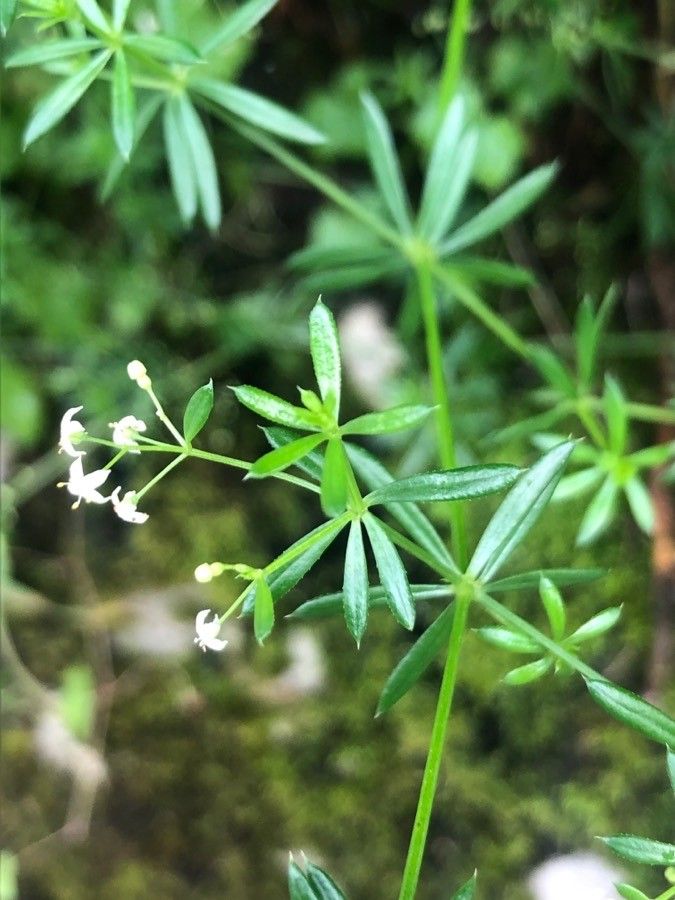 Galium pumilum — search result for 'Galium'