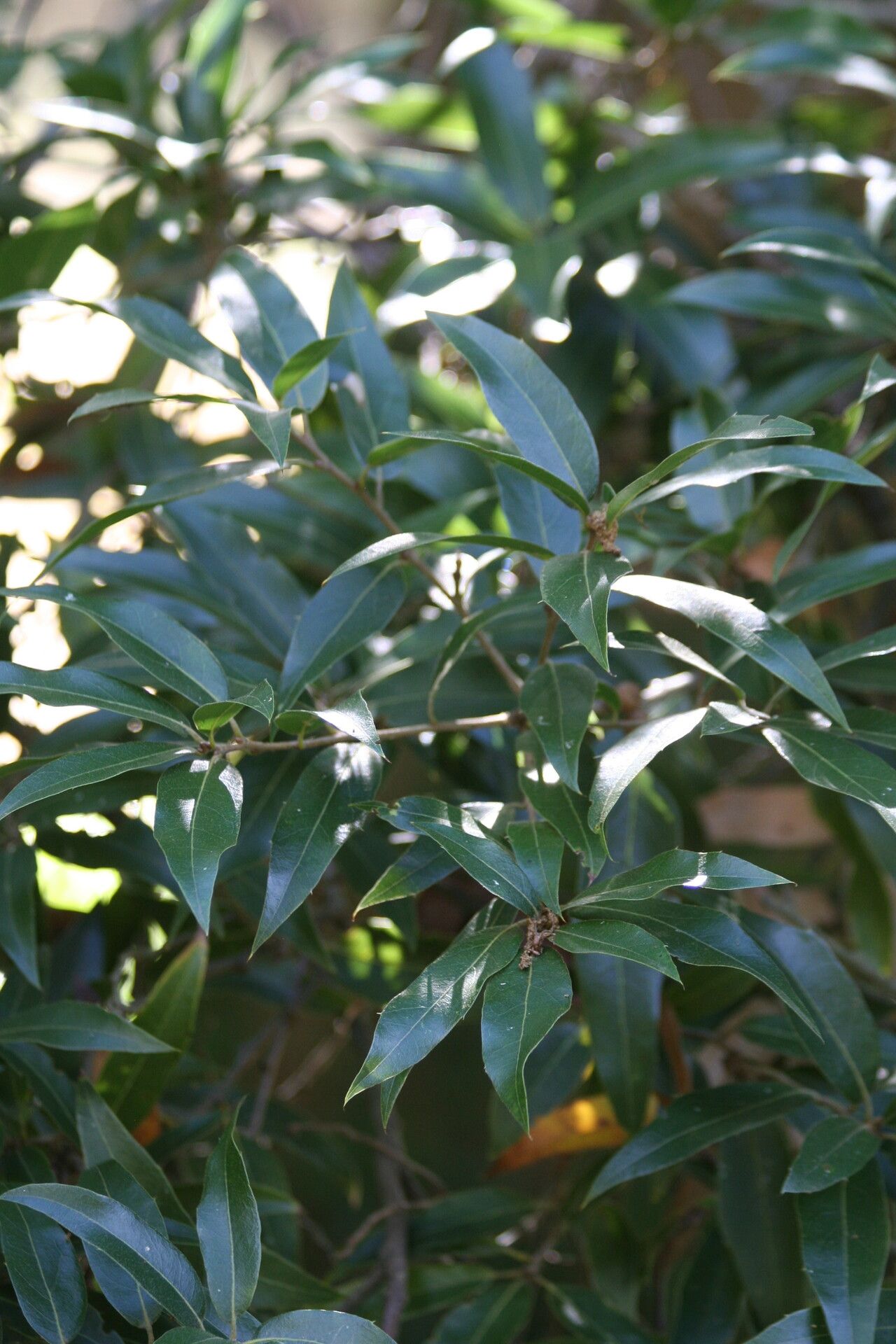 Quercus affinis leaf