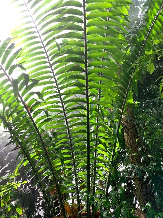 Encephalartos senticosus leaf