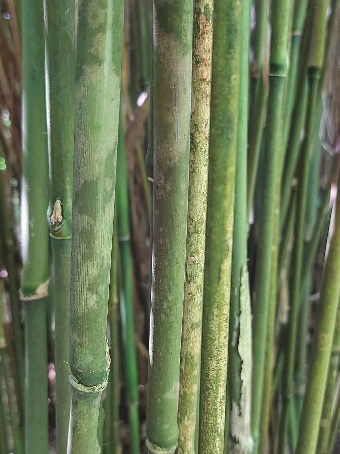 Chimonobambusa quadrangularis bark